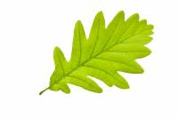 Chêne - Feuille (Quercus robur)